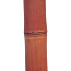 Tronçon de bambou naturel sec lasuré rouge - D.6xL200 cm